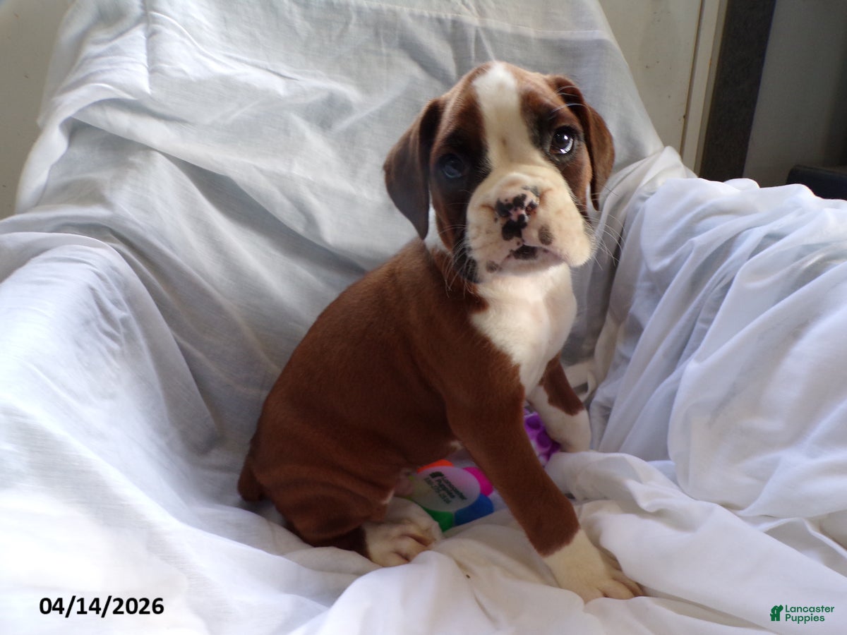 Boxer dogs Darcy - Ad 1