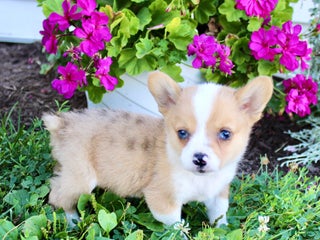 Welsh Corgi Pembroke dogs - Ad 42