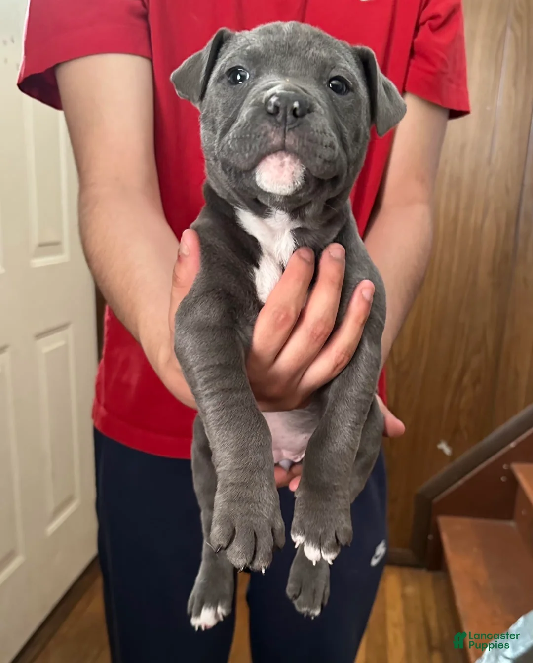 American Bully dogs for sale:  "SNOOP DOGG" - Ad 3
