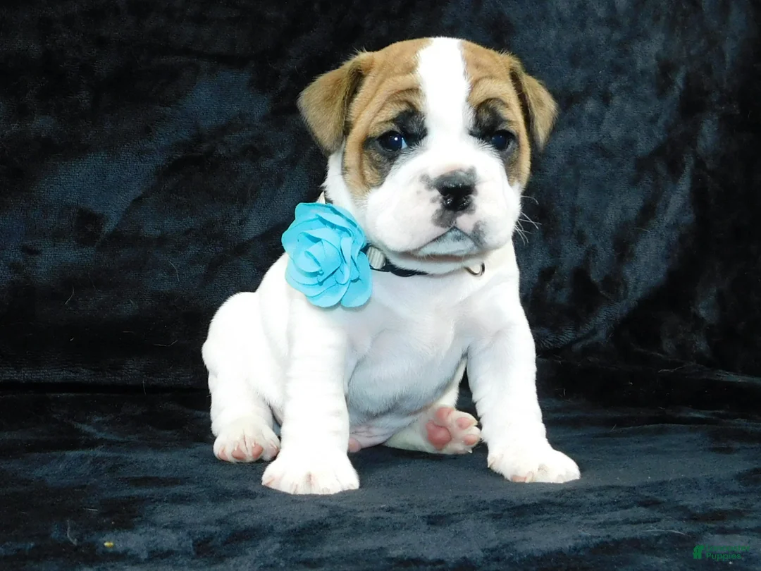 Mixed Breed dogs for sale: Wrinkles - Ad 11