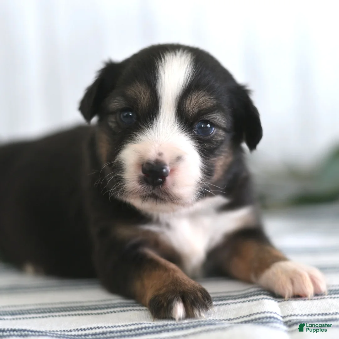 Miniature Australian Shepherd dogs for sale: Gordon  - Ad 5