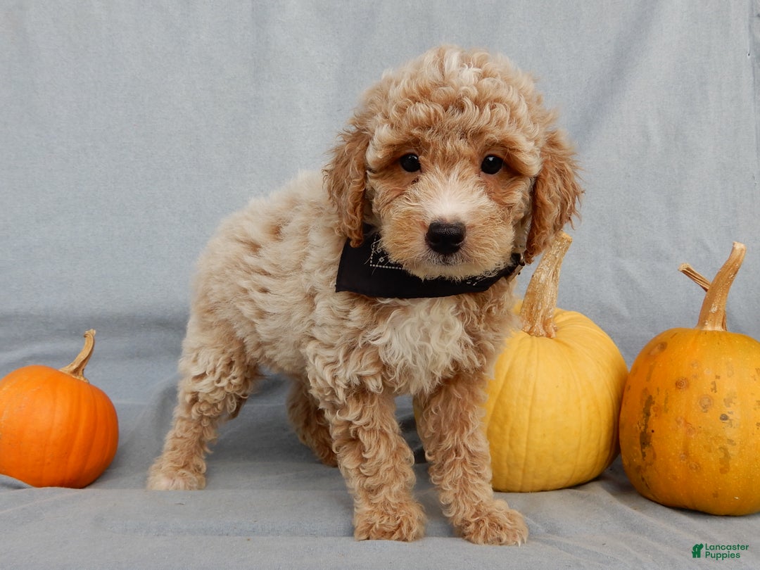 Mini Goldendoodle dogs for sale: Ollie - Ad 6