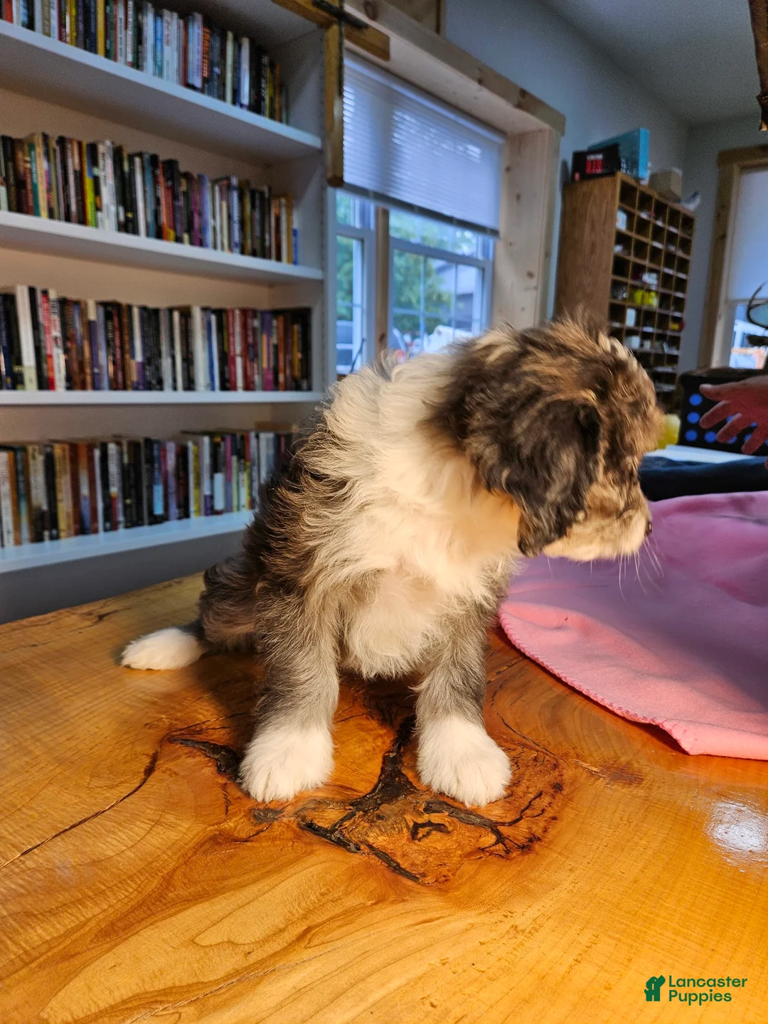 Mixed Breed dogs for sale: Cloud - Ad 5