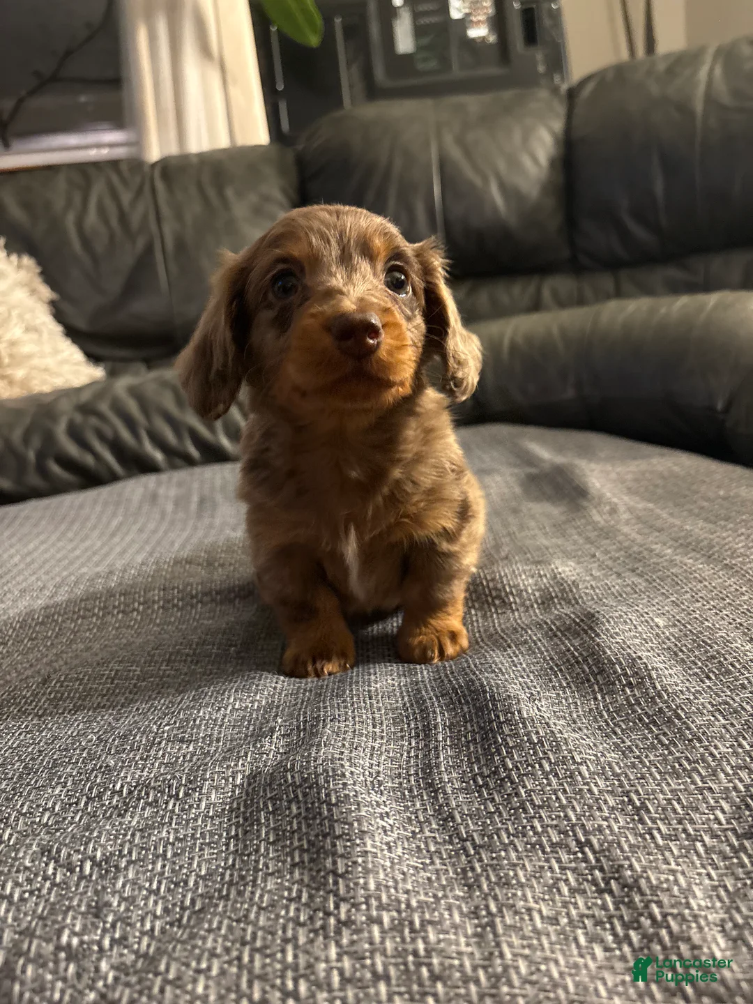 Miniature Dachshund dogs for sale: Roman - Ad 1