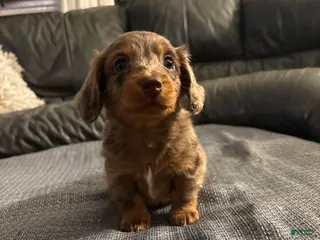 Miniature Dachshund dogs for sale: Roman - Ad 4