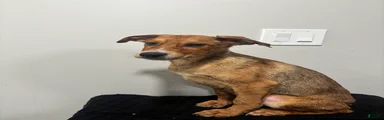 Mixed Breed Puppy 5