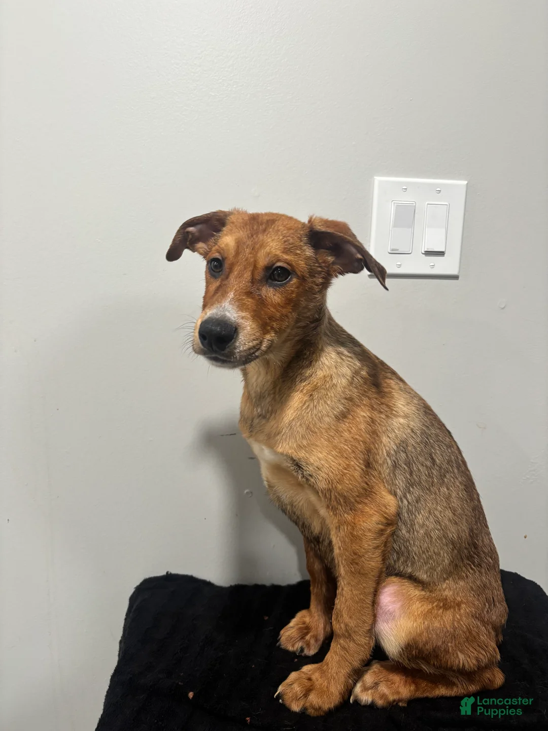 Mixed Breed dogs for sale: Mixed Breed Puppy 5 - Ad 1