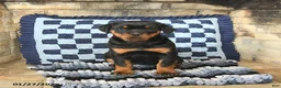 Rottweiler dogs for sale: Remy - Ad 2