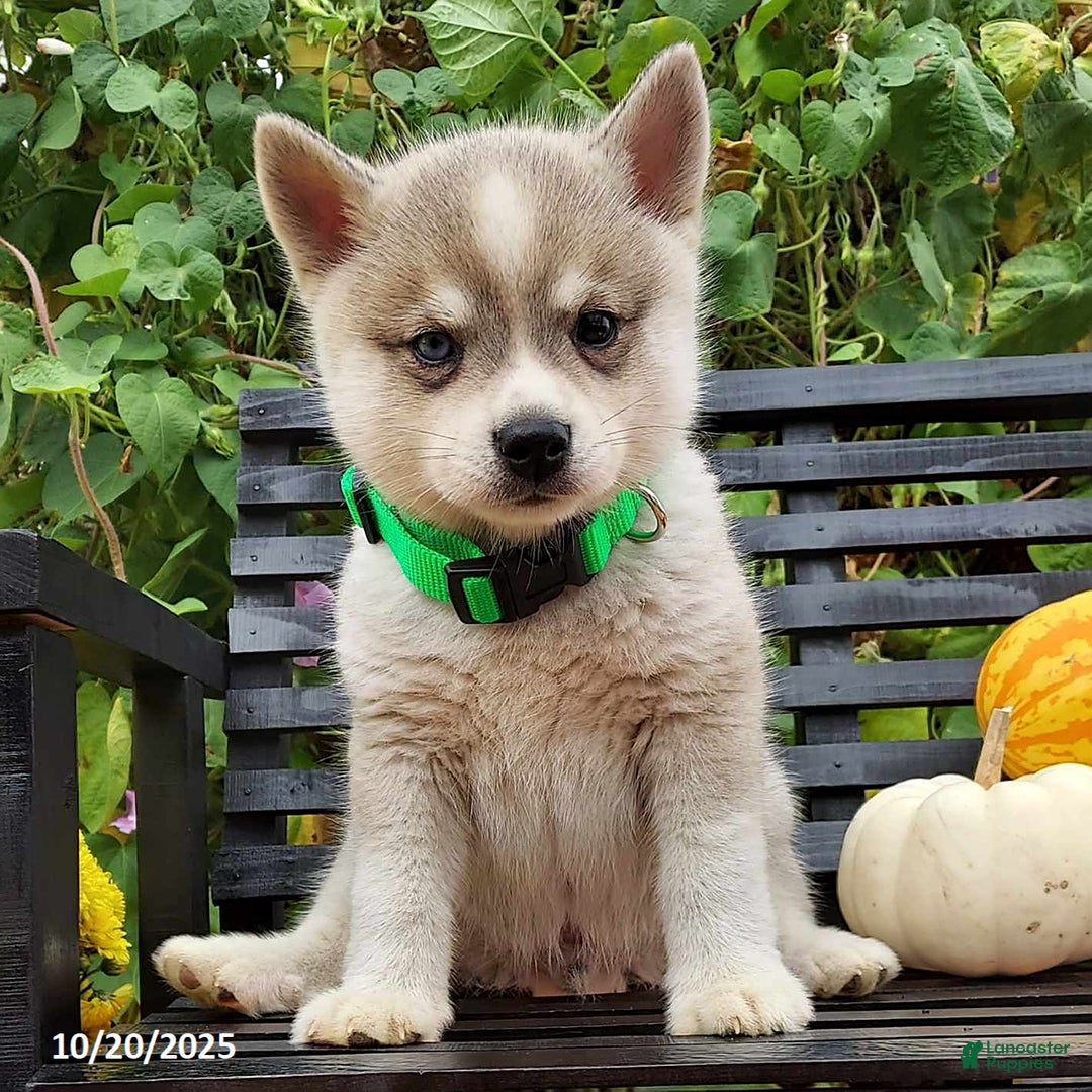 Alaskan Klee Kai Puppies for sale Lancaster Puppies