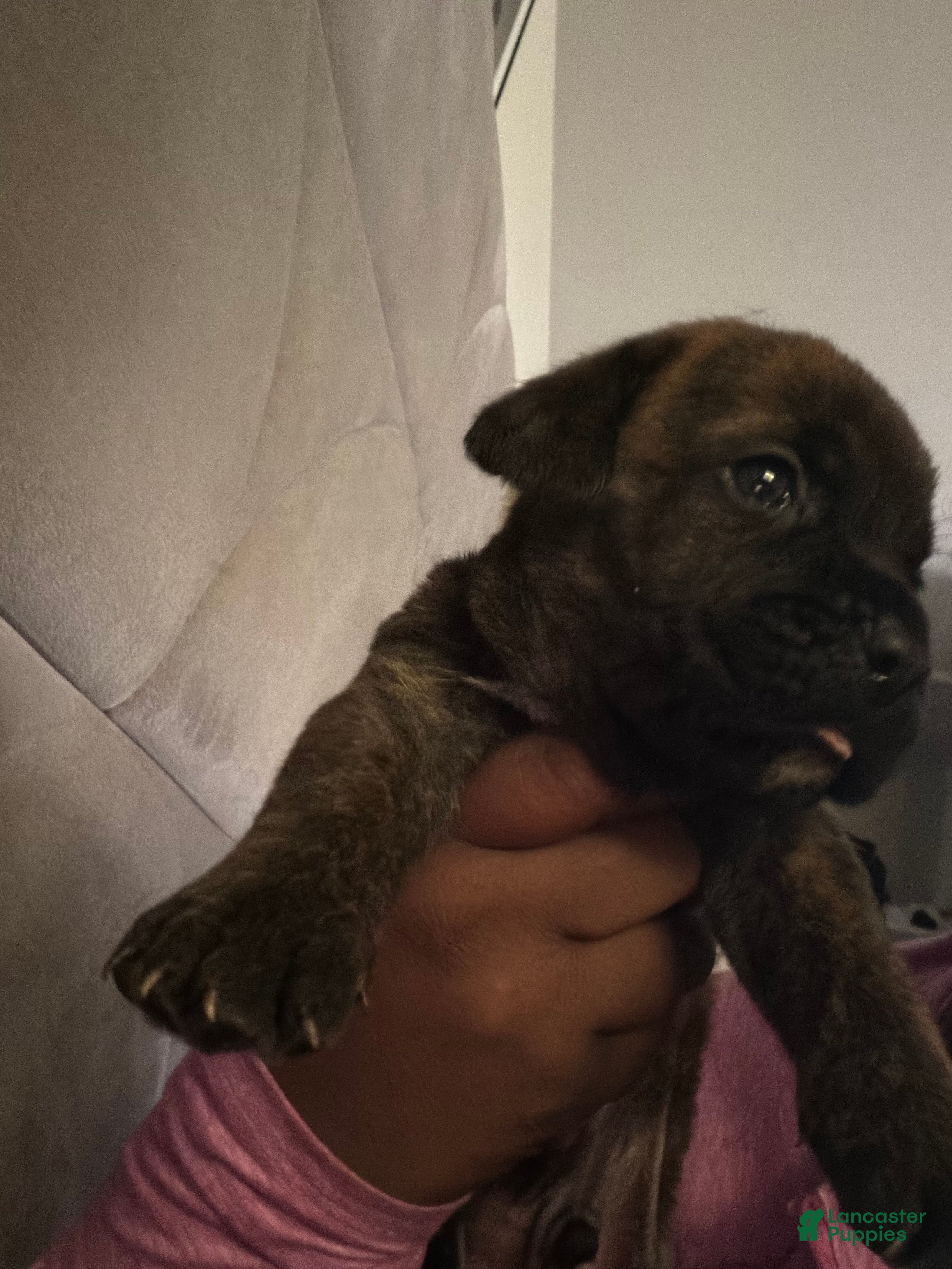 Cane Corso dogs Cane Corso 1 - Ad 18