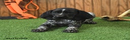 German Shorthaired Pointer dogs for sale: Cassie   - Ad 3