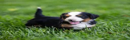 Bernedoodle dogs for sale: Slone Bernedoodle Puppy  - Ad 3