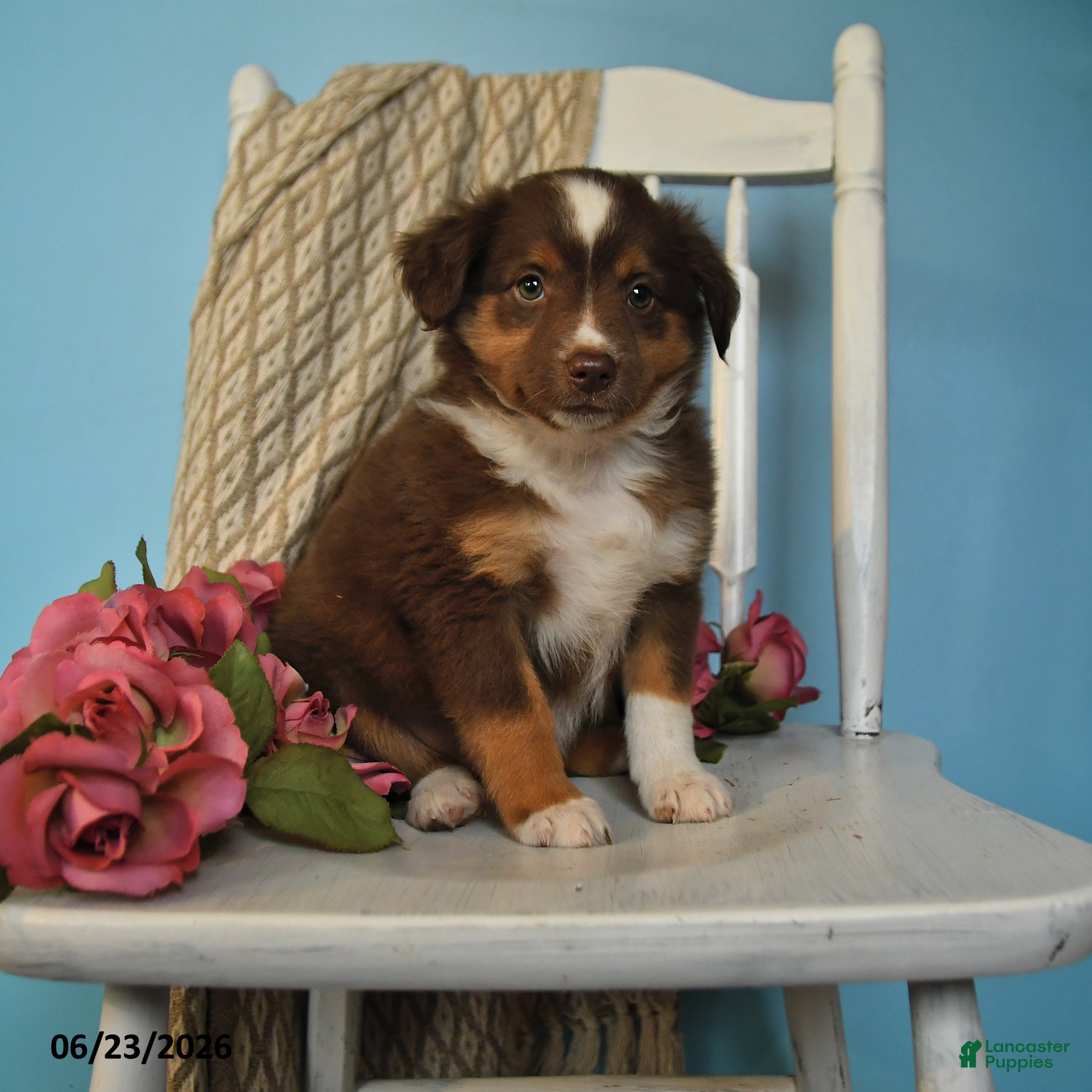 Miniature Australian Shepherd dogs Penny - Ad 1