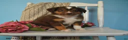 Miniature Australian Shepherd dogs for sale: Penny - Ad 1