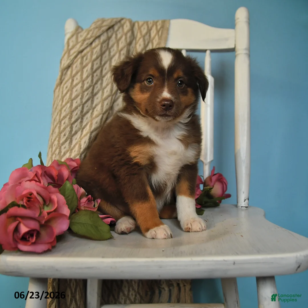 Miniature Australian Shepherd dogs for sale: Penny - Ad 1