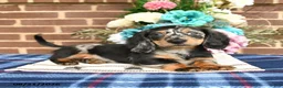 Miniature Dachshund dogs for sale: Lynn - Ad 4