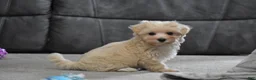 Maltipoo dogs for sale: Melody - Ad 6