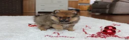 Pomeranian dogs for sale: Lyle - Ad 4