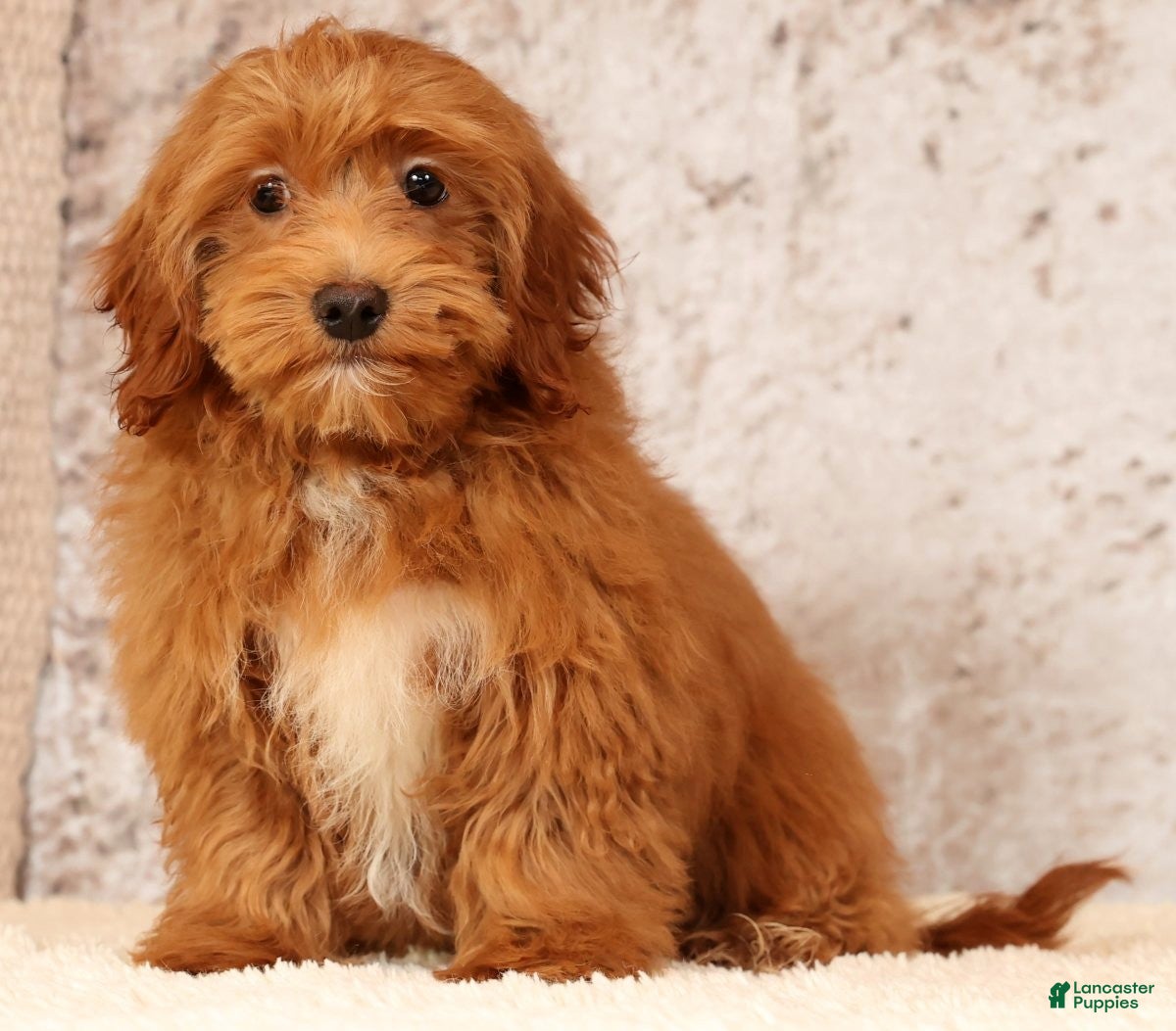 Havapoo dogs Quella - Ad 14