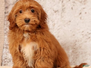 Havapoo dogs Quella - Ad 31