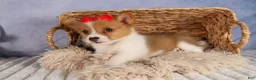 Welsh Corgi Pembroke dogs for sale:  Brusier 🐶 - Ad 10