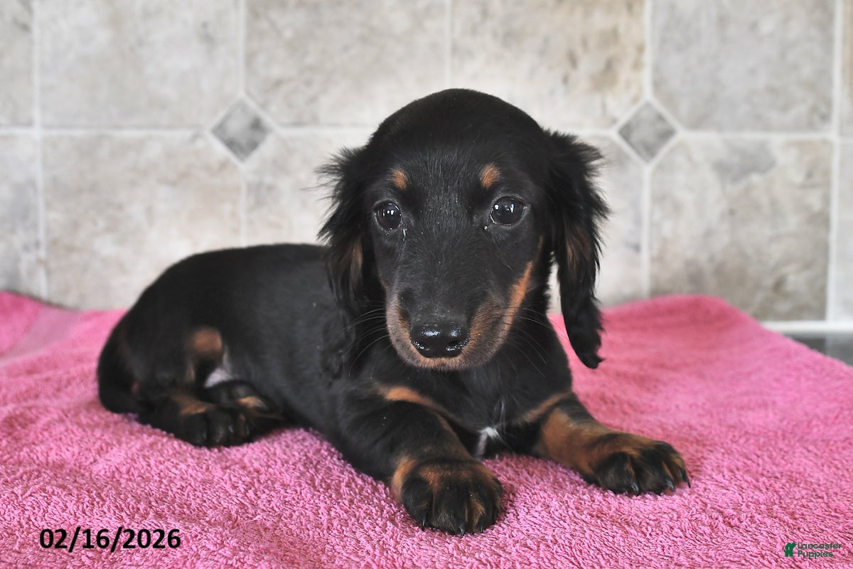 Miniature Dachshund dogs Daisy - Ad 1