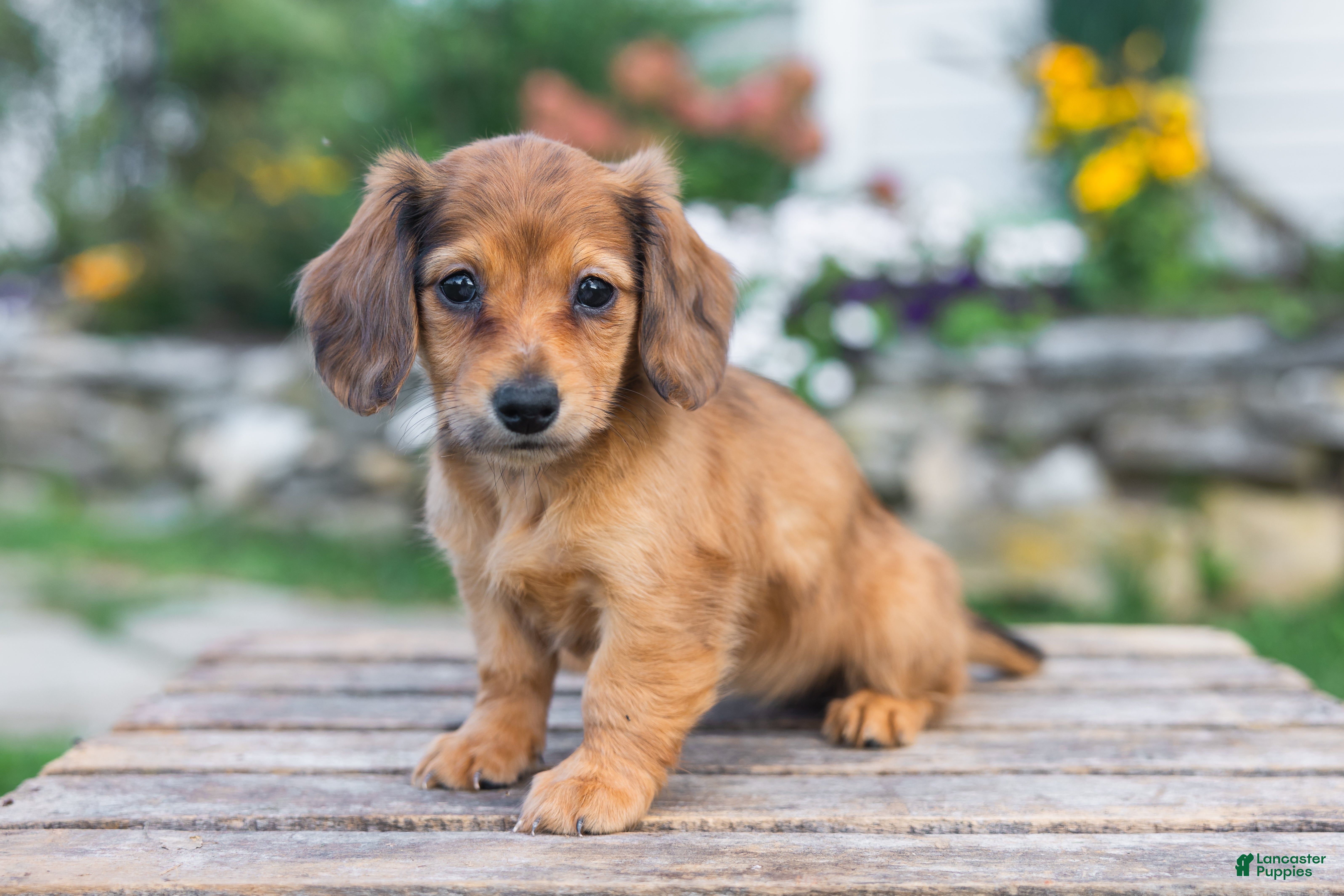 Miniature Dachshund dogs Honey - Ad 1