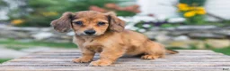 Miniature Dachshund dogs for sale: Honey - Ad 1