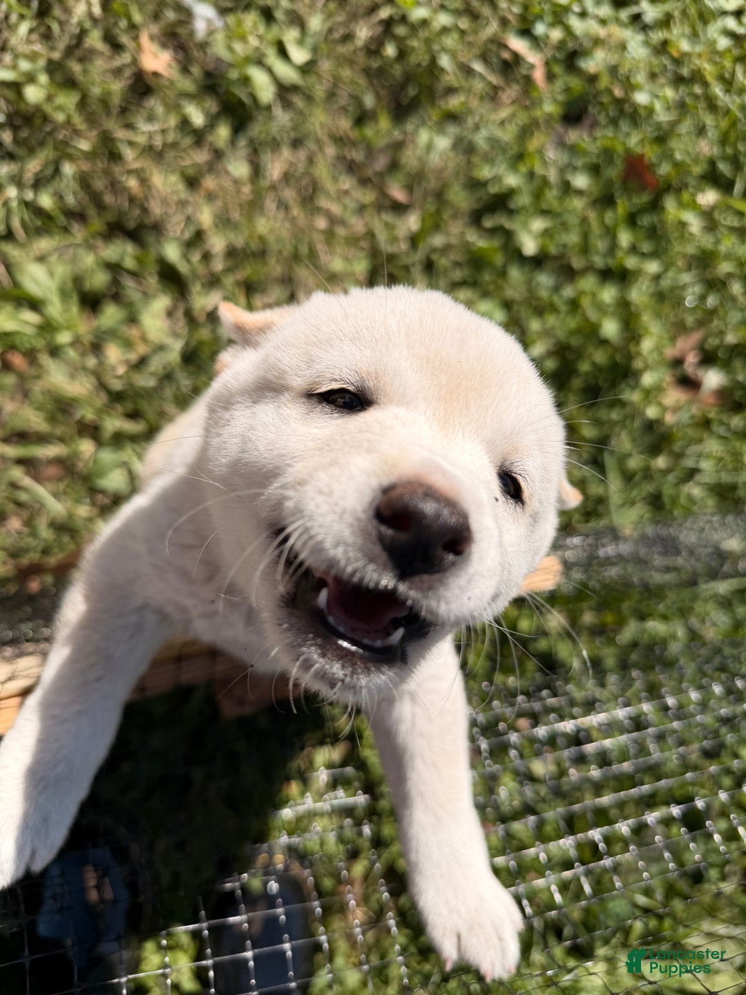 Milkshake for sale in Quakertown Lancaster Puppies