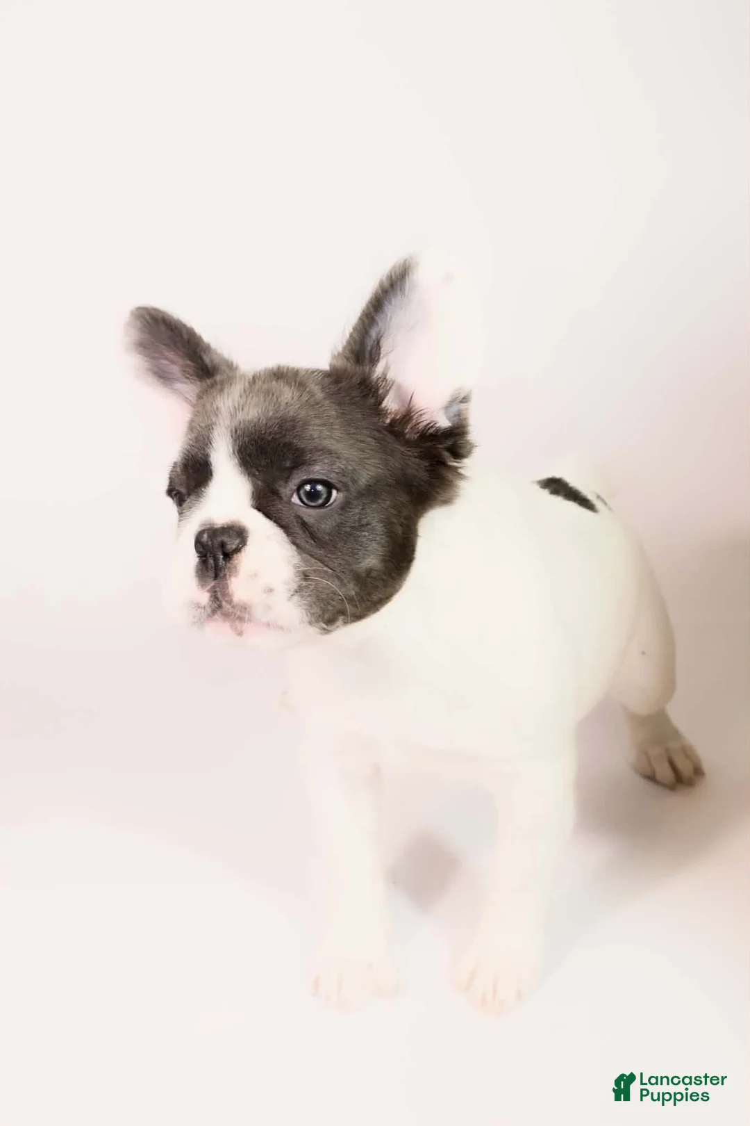 French Bulldog dogs for sale: Ally  - Ad 2