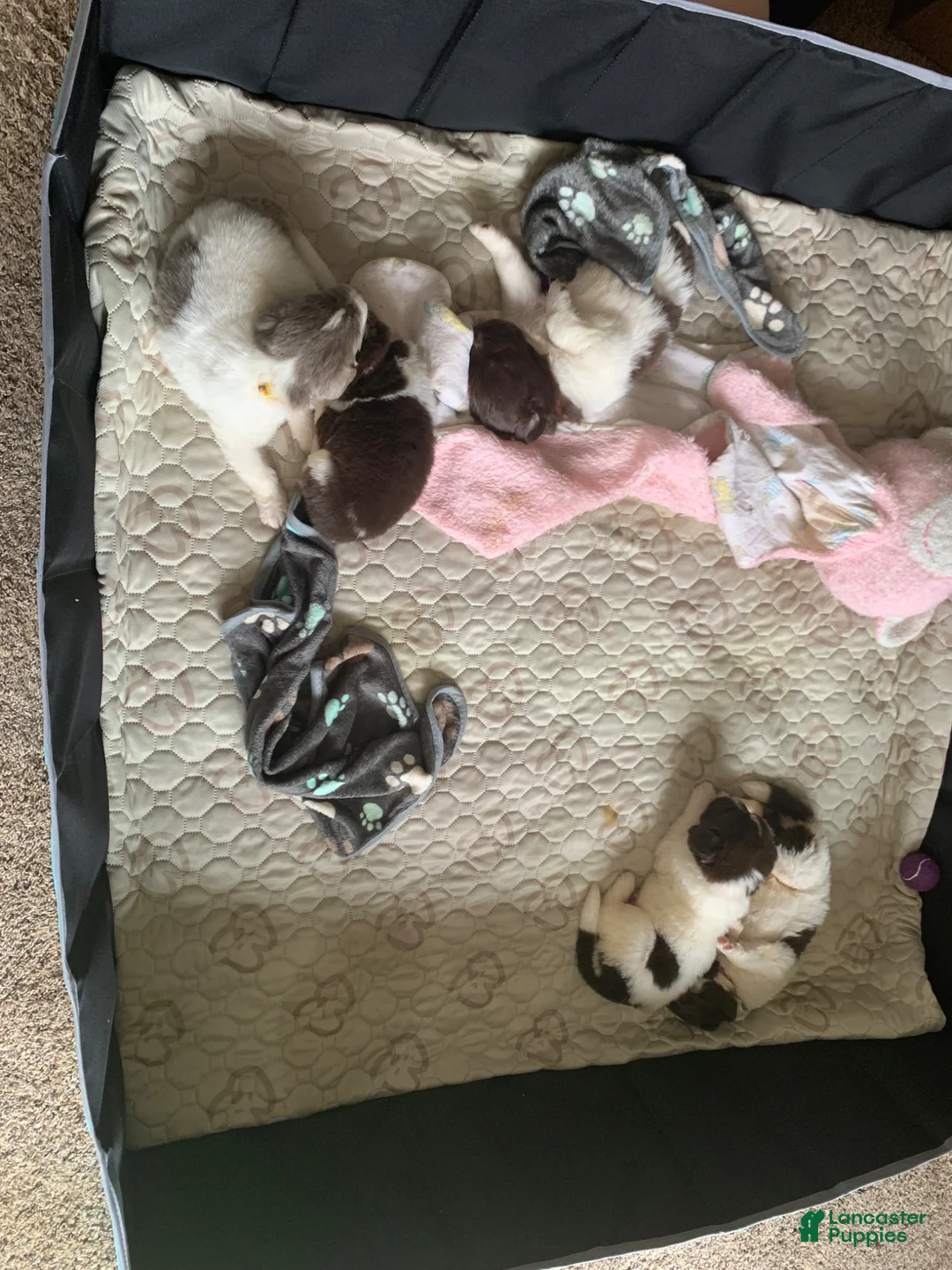 Newfoundland dogs for sale: Newfoundland Puppy orange - Ad 2