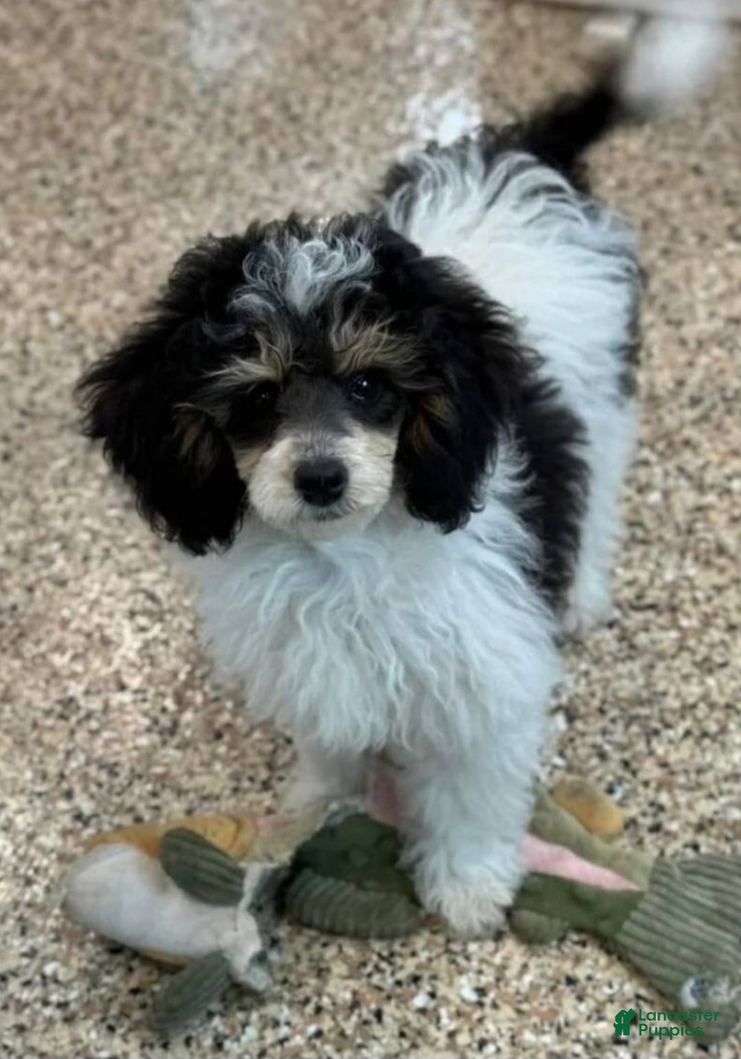 Toy Poodle dogs for sale: Devine - Ad 6