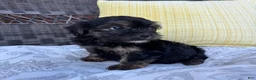 Shorkie dogs for sale: chandler  - Ad 6