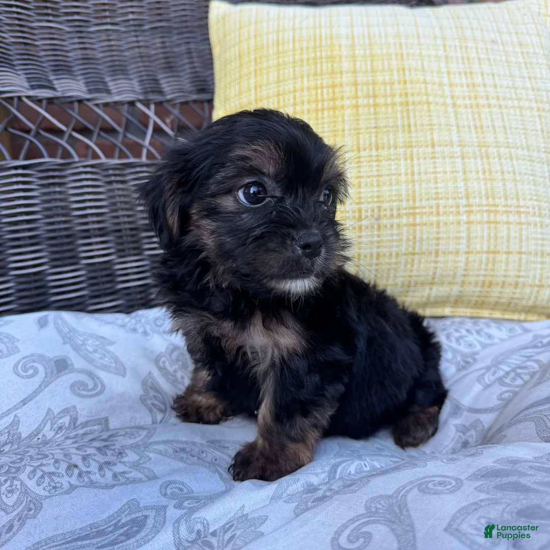 Shorkie dogs for sale: chandler  - Ad 6