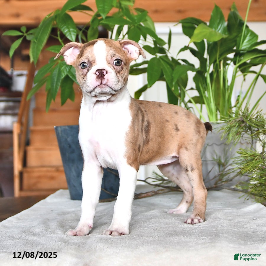 Boston Terrier dogs Rachelle  - Ad 3