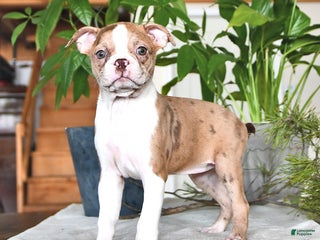 Boston Terrier dogs Rachelle - Ad 24