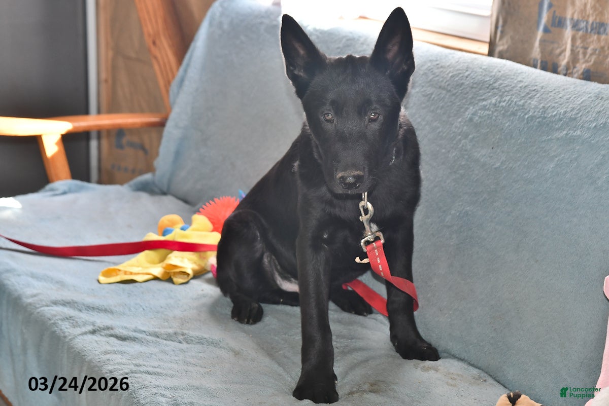 Belgian Malinois dogs Leo - Ad 1