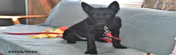 Belgian Malinois dogs for sale: Leo - Ad 7
