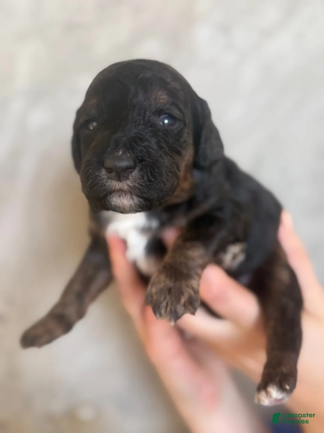 Goldendoodle dogs for sale: Havarti - Ad 1