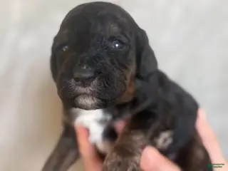 Goldendoodle dogs Havarti - Ad 24