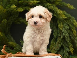 Bichpoo dogs Bailey - Ad 41