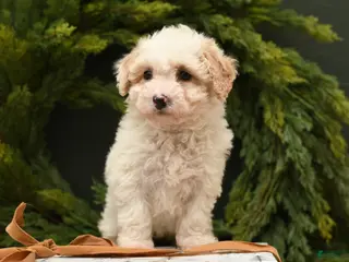 Bichpoo dogs Bailey - Ad 9