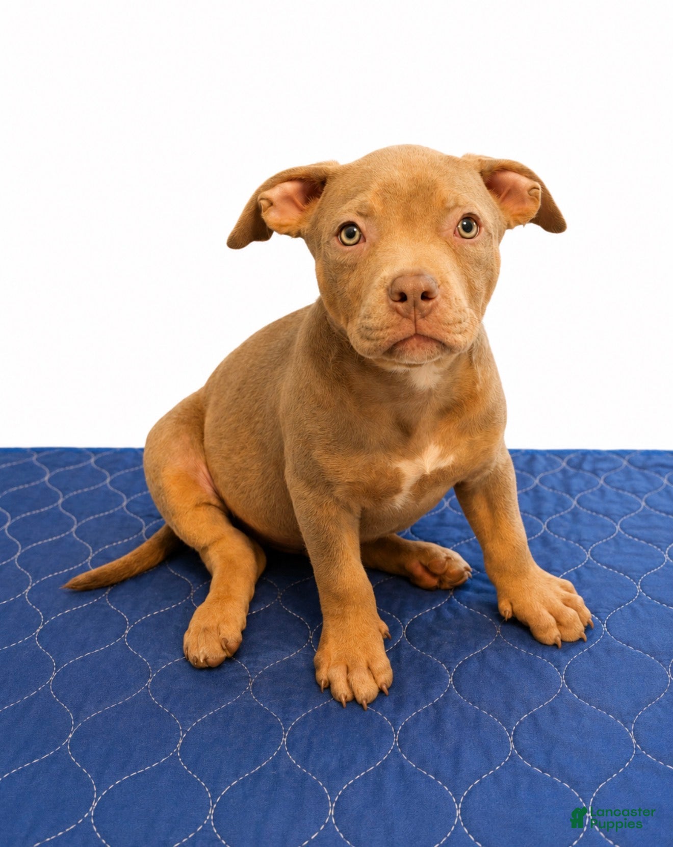 American Bully dogs American Bully 8 - Ad 14