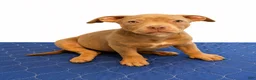 American Bully dogs for sale: American Bully 8 - Ad 2