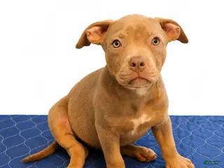 American Bully dogs American Bully 8 - Ad 14