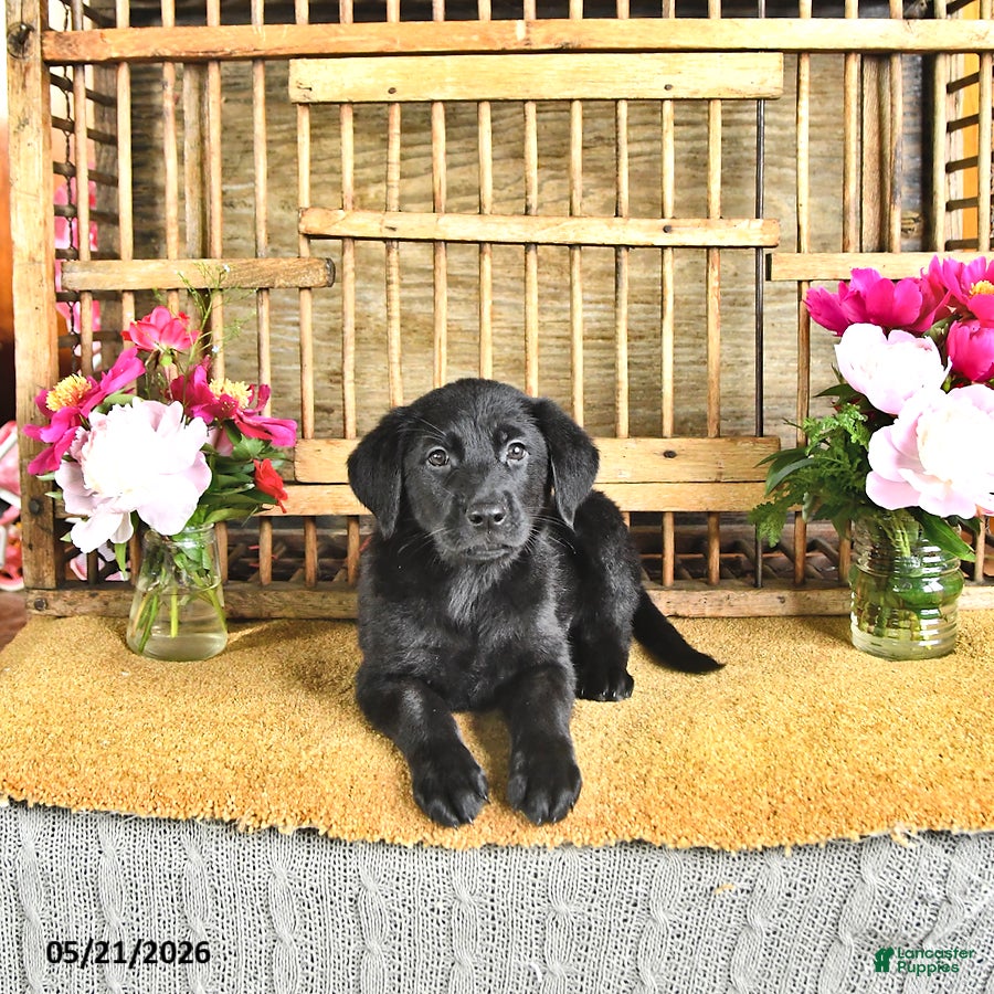 Golden Shepherd dogs Raven - Ad 2