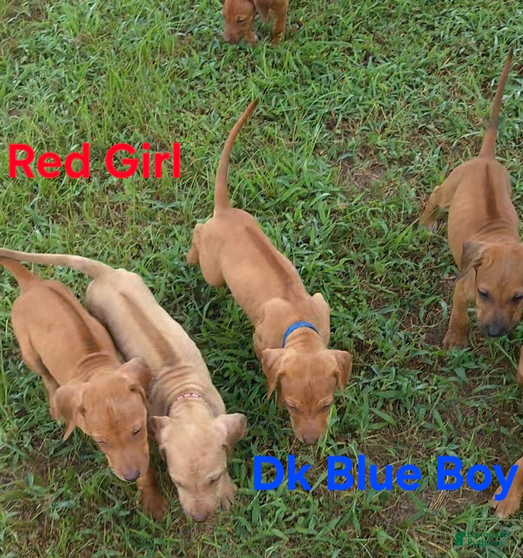 Rhodesian Ridgeback dogs Red Girl  - Ad 1