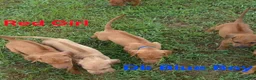 Rhodesian Ridgeback dogs for sale: Red Girl  - Ad 1