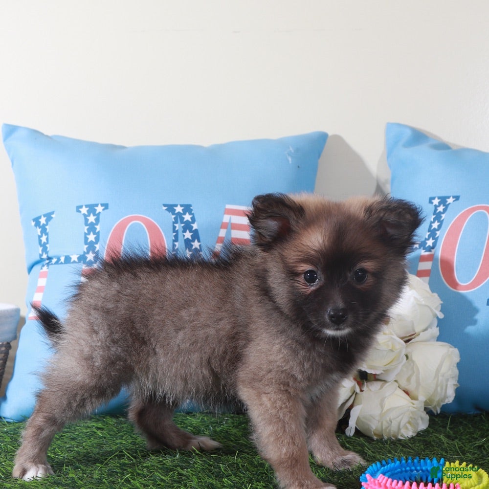 Pomeranian dogs Foxy-Darling Little Female ACA Pomeranian Puppy - Ad 2