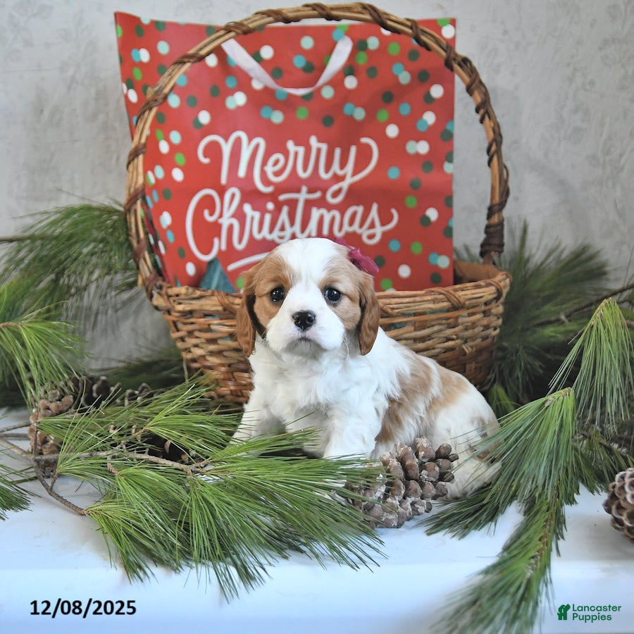 Cavalier King Charles Spaniel dogs Tinsel - Ad 31